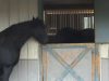 horse, smart, clever, camera, doors, stall, barn, farm,
