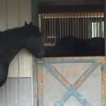 This Horse is very good at opening Doors