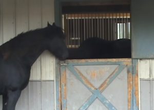 horse, smart, clever, camera, doors, stall, barn, farm,