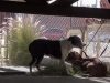 pit, pitbull, dogs, rescue, hope for paw, homeless dogs, adoption, friends,