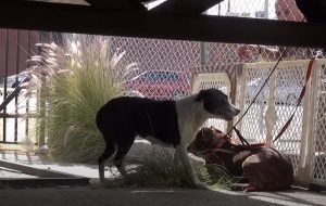 pit, pitbull, dogs, rescue, hope for paw, homeless dogs, adoption, friends,