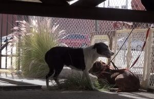 pit, pitbull, dogs, rescue, hope for paw, homeless dogs, adoption, friends,