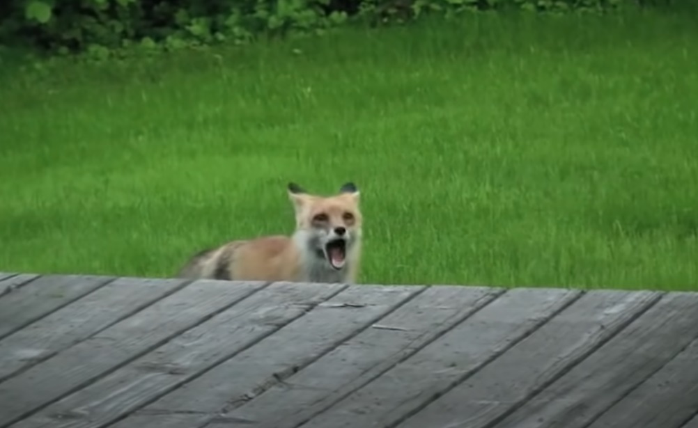 screaming, fox, wild, friends, dogs, animals, backyard, house, scary,