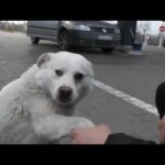 Video thumbnail for youtube video 6ynmkhzz8ba