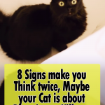 8 Signs Your Cat Planning to Kill You!