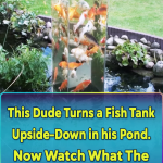 A Creative fish tank to give a magical new look to your Pond