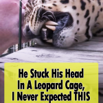 A Gentel morning massage to a Leopard
