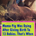 After Giving Birth To 13 Babies A Miracle Happened