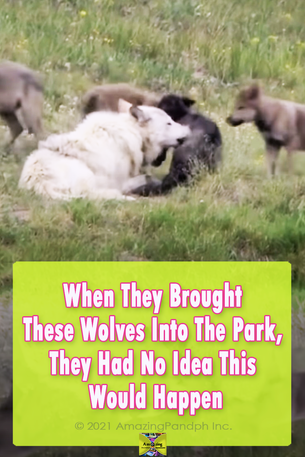 animals, Yellow Stone Park, Canada, Wolves, Nature, Documentary, wild-life, green-white-pink-text,
