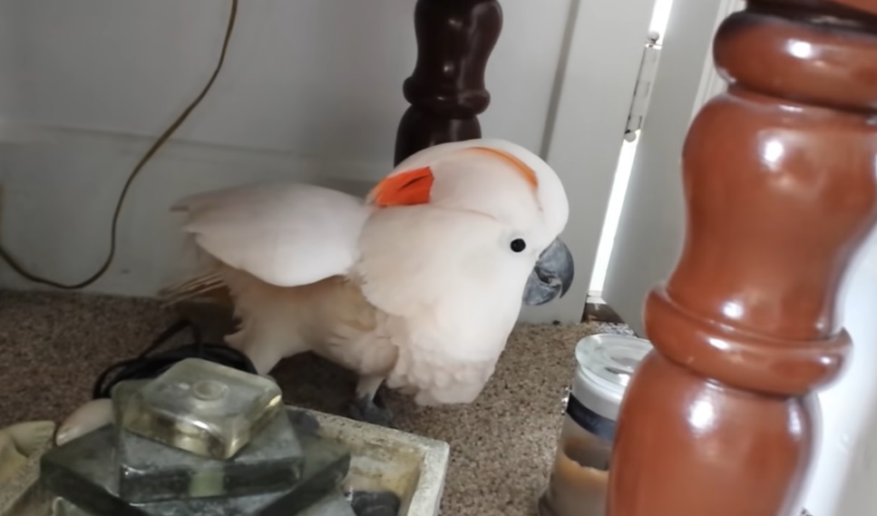 white cockatoo with orange head, white talking parrot, parrot with orange tail, bird with strange sound, funniest parrot talking, funniest bird video, funniest talking bird video, animals don't like going to the vet, hilarious animals reaction, funniest video of animals's reaction