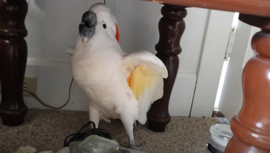 white cockatoo with orange head, white talking parrot, parrot with orange tail, bird with strange sound, funniest parrot talking, funniest bird video, funniest talking bird video, animals don't like going to the vet, hilarious animals reaction, funniest video of animals's reaction