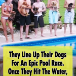 Dachshund Epic Pool Race