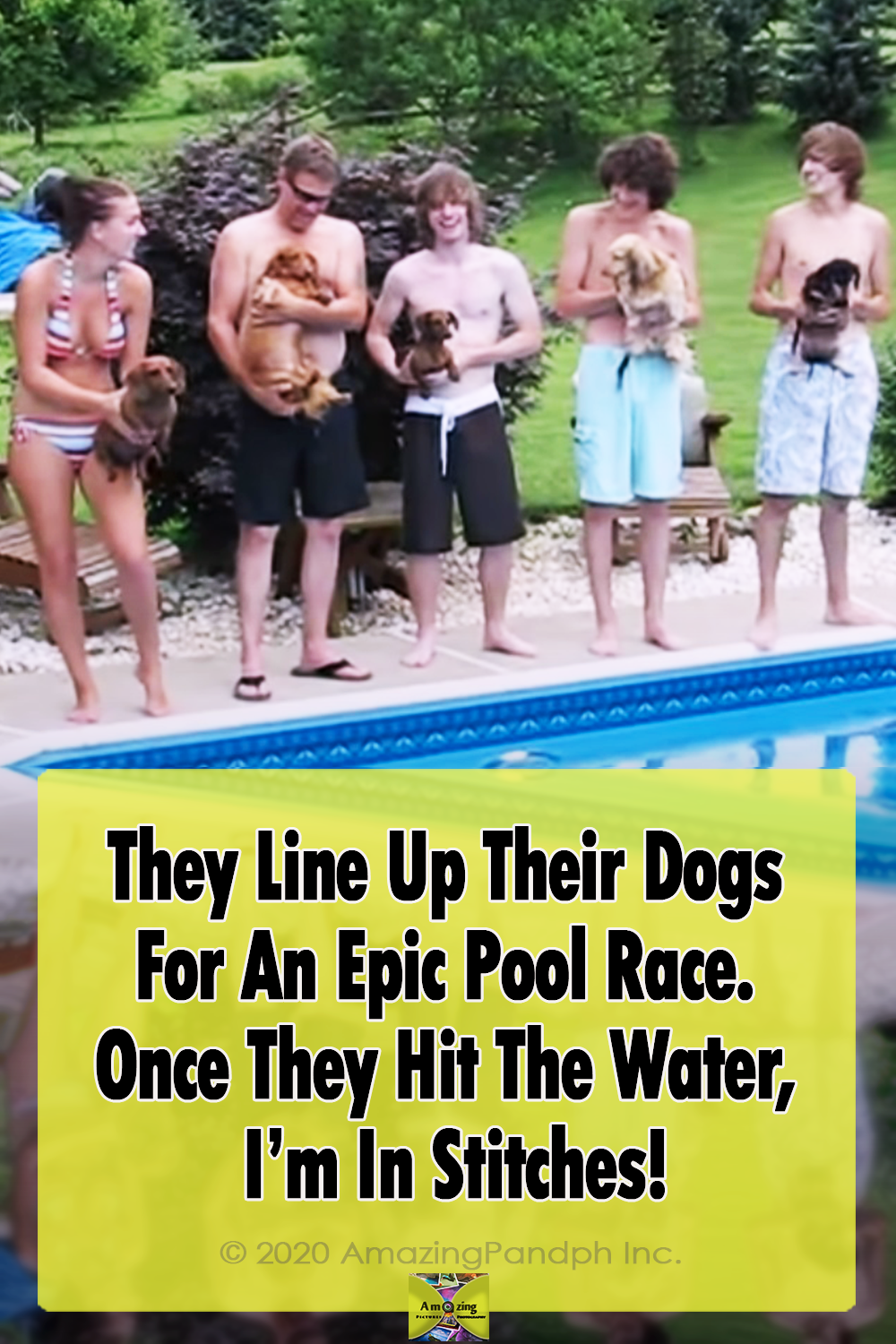 animals, dachshund, dogs, epic, funny, pool, Pool Race, race, swim, Swimming