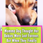 Dog cries real tears when reunited with her puppies