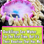 Ducklings Swimming In Their New Pool For The First Time