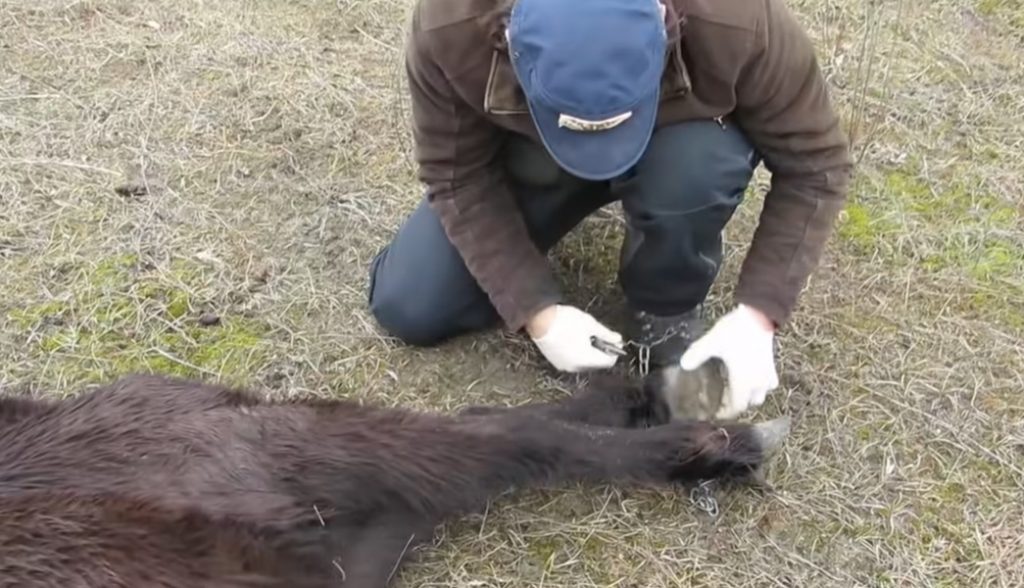 unchained horses in the wild, abused wild animals, abused wild horses, animals welfare charity in romania, animal welfare charity need donation, man who save wild horse, how to save wild animals from pollution,