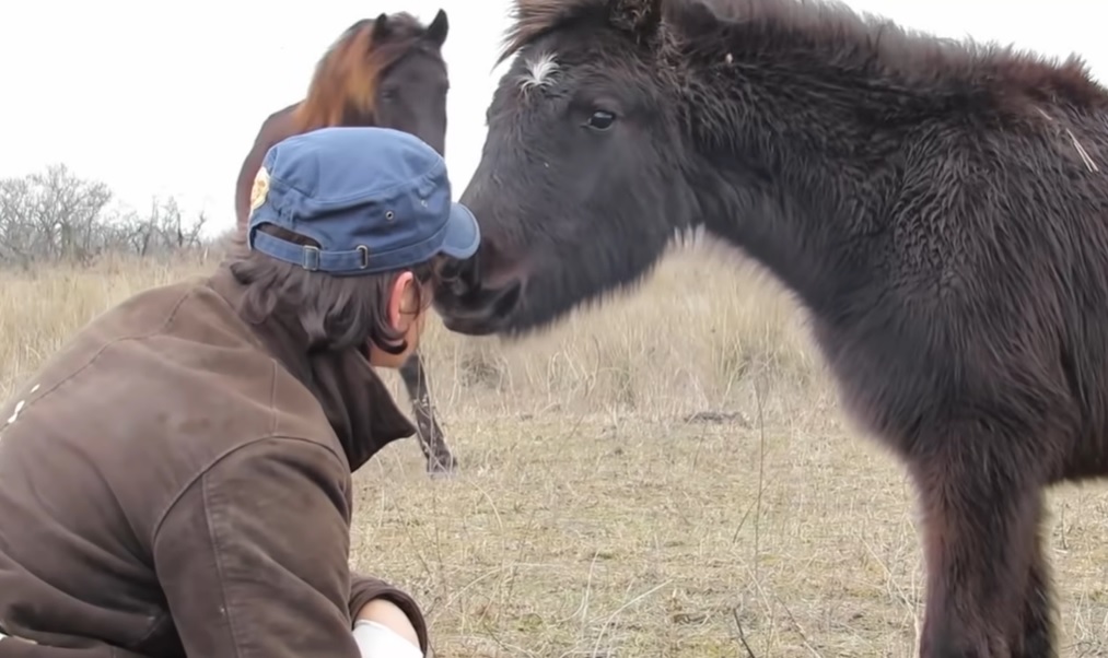 unchained horses in the wild, abused wild animals, abused wild horses, animals welfare charity in romania, animal welfare charity need donation, man who save wild horse, how to save wild animals from pollution,