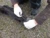 unchained horses in the wild, abused wild animals, abused wild horses, animals welfare charity in romania, animal welfare charity need donation, man who save wild horse, how to save wild animals from pollution,
