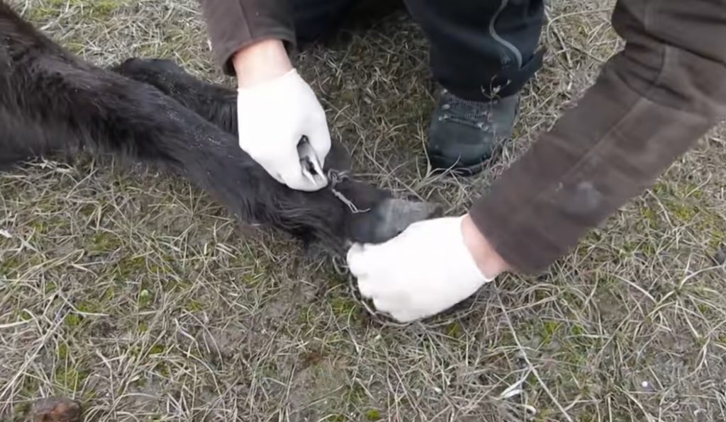 unchained horses in the wild, abused wild animals, abused wild horses, animals welfare charity in romania, animal welfare charity need donation, man who save wild horse, how to save wild animals from pollution,