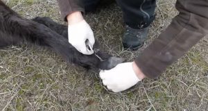 unchained horses in the wild, abused wild animals, abused wild horses, animals welfare charity in romania, animal welfare charity need donation, man who save wild horse, how to save wild animals from pollution,