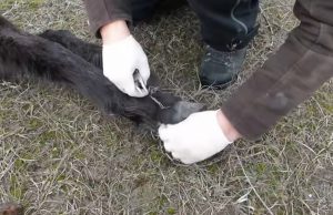 unchained horses in the wild, abused wild animals, abused wild horses, animals welfare charity in romania, animal welfare charity need donation, man who save wild horse, how to save wild animals from pollution,