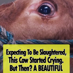 Emma the Crying Cow