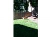 how to keep your dog safe, how to build a wooden fence in your, building a modern fence, funniest dog videos, best videos of dogs in the backyard,