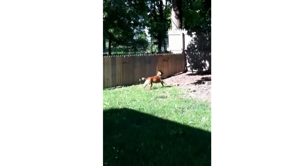 how to keep your dog safe, how to build a wooden fence in your, building a modern fence, funniest dog videos, best videos of dogs in the backyard,