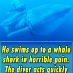 He swims up to a whale shark in horrible pain. The diver acts quickly to save its life