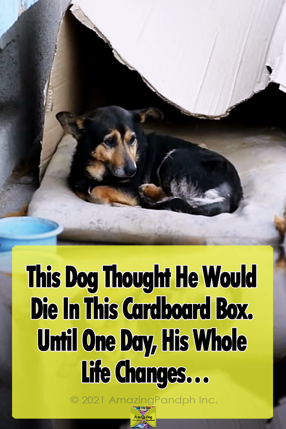 Box, dogs, stray-dog, rescue, adoption, homeless, heartwarming,