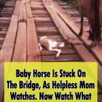 Man Rescues Baby Horse Stuck in Bridge