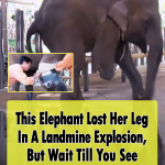 Mosha, the three-legged elephant