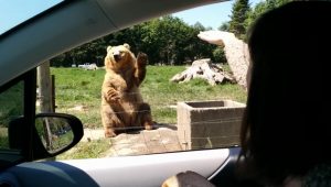 a bear catch a bread, bear waving to people, smart bear waving to people, the smartest mammal in the planet, teddy bear with waving hand, coolest scenes with bears, most viewed bear video