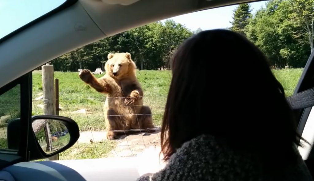 a bear catch a bread, bear waving to people, smart bear waving to people, the smartest mammal in the planet, teddy bear with waving hand, coolest scenes with bears, most viewed bear video