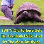 Old Tortoise Take his first Bath