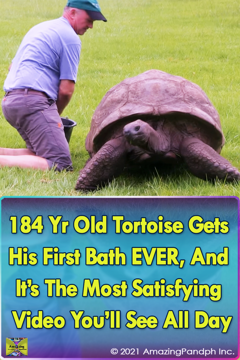 #tortoise #bath #creature #old #magnificent #amazing
