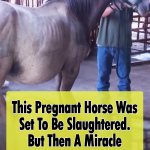 Pregnant Horse Rescued from Auction