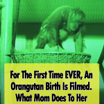 Rare Footage of an Orangutan Birth