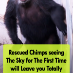 Rescued Chimps Got a new Life