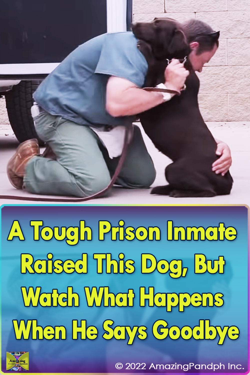 dogs, rescued, abused, adopted, prison, raised,