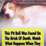 Rescued Pit Bull Takes Relaxing Bath
