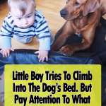 Rhodesian Ridgeback helps baby to climb into her bed