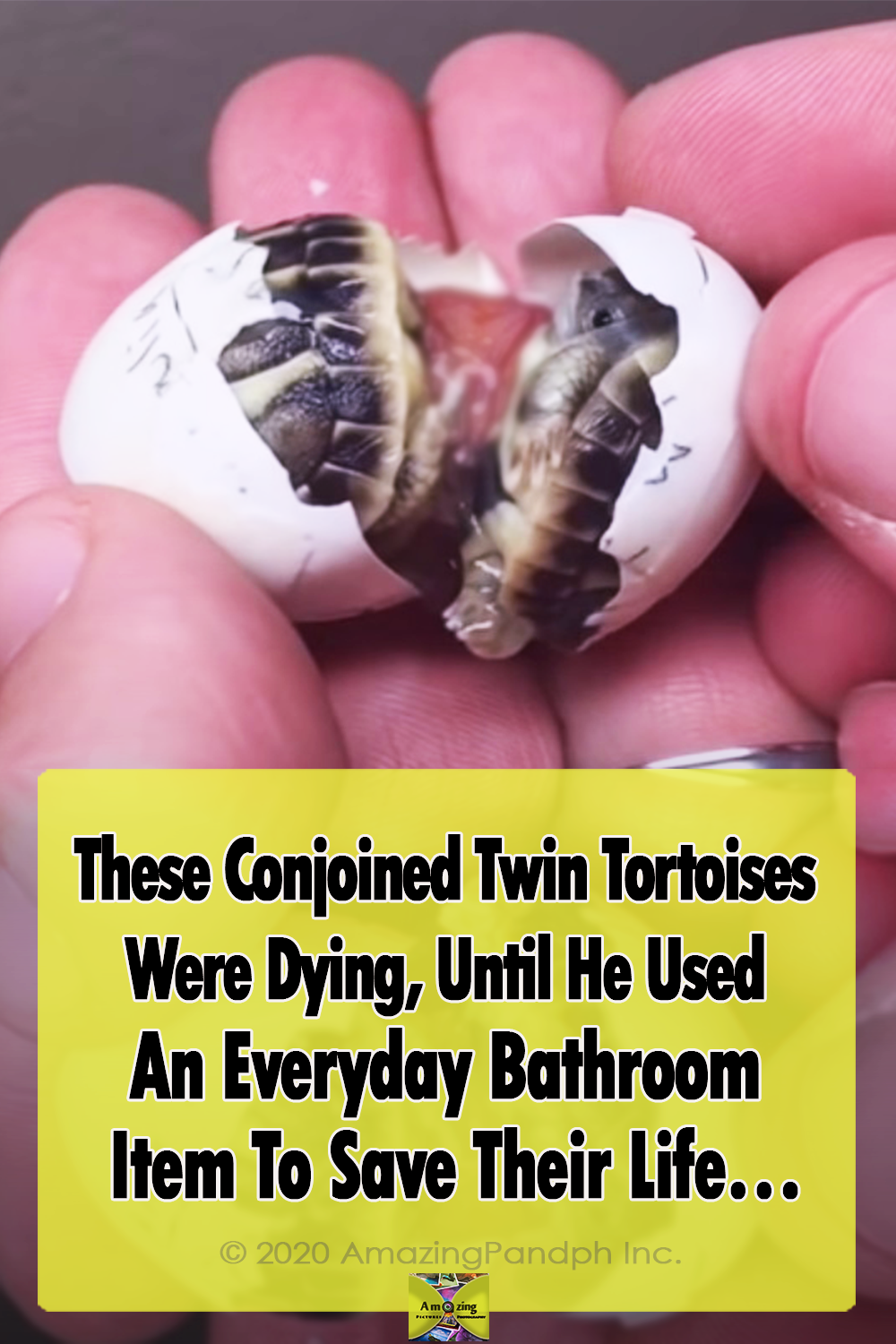 Conjoined, Twins, Tortoise, unbelievable, turtles, Newborn, Story, Save life, Rescue,