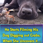 She Likes to Dig out Crabs and Play with them