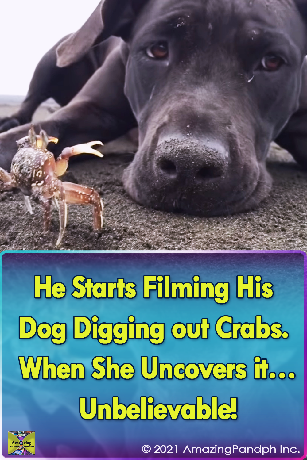 dogs, crabs, beach, cute, adorable, digging, playing, amazing, labrador,
