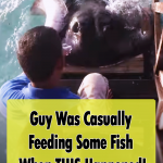 Stingray jumps out of the water for some food