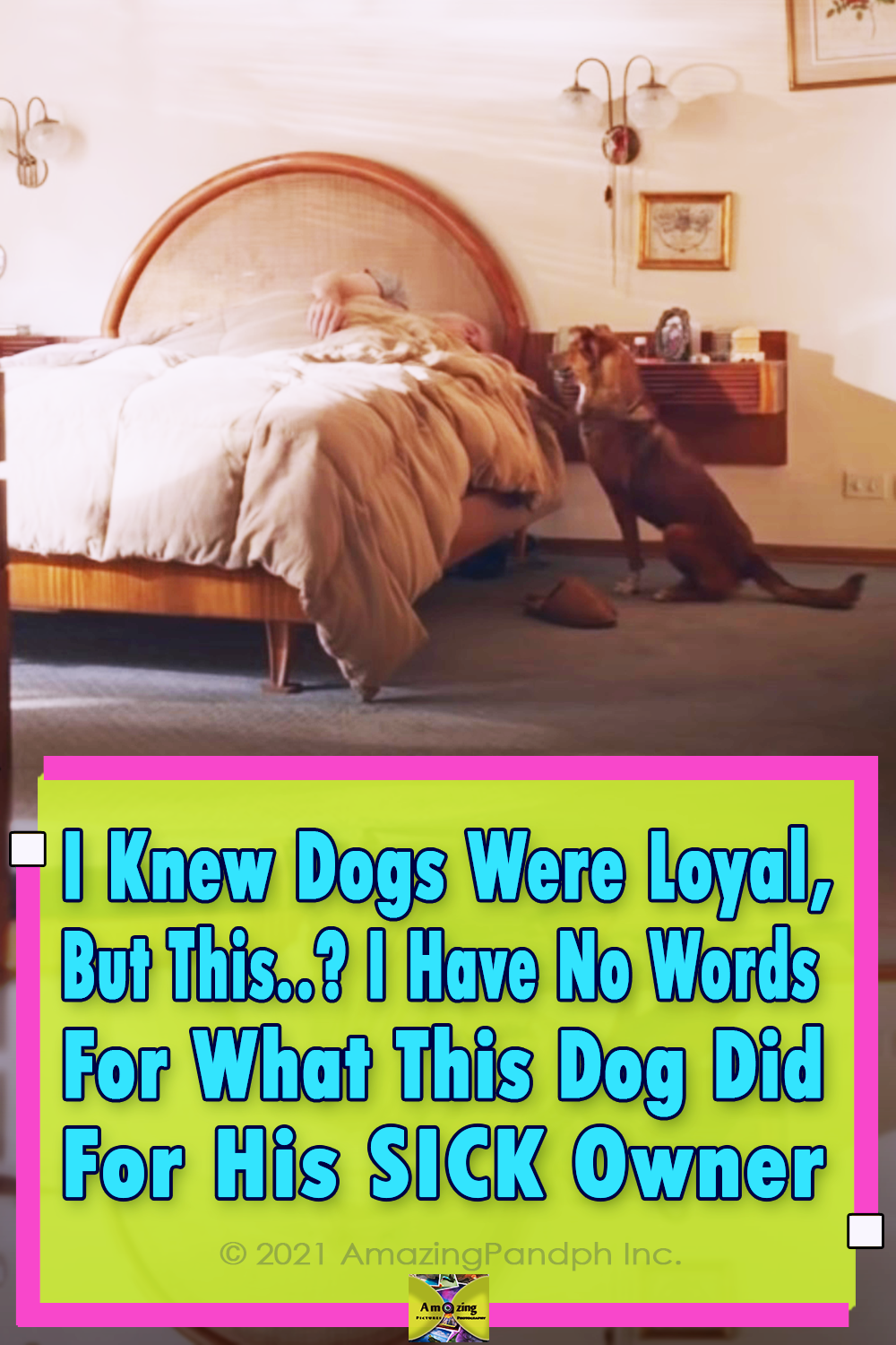 organ donation, dogs, relationship, emotional, best story, best ad,
