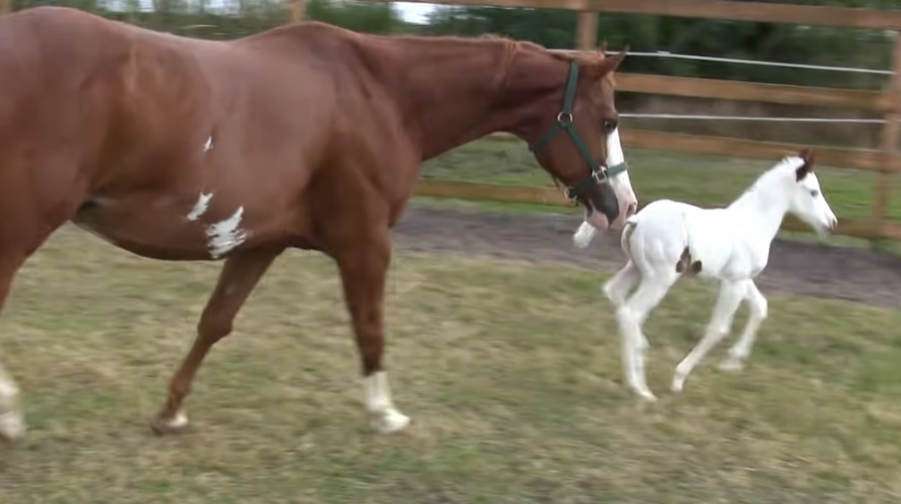 coconut, little foal first day outside, baby horse's first day, coconut the rare baby horse, how to make a foal enjoy his first day in life, how to make a horse enjoy his life, how to get a white baby horse,