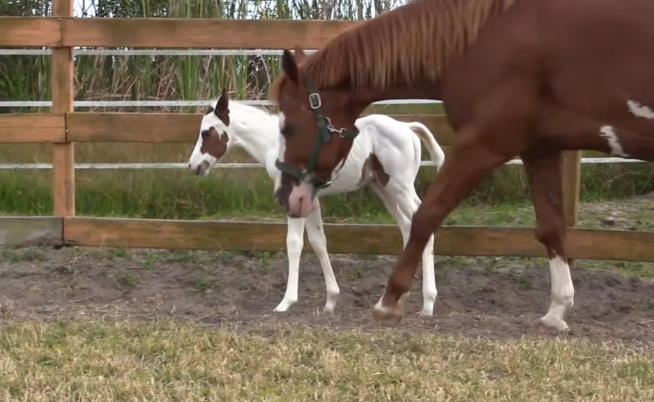 coconut, little foal first day outside, baby horse's first day, coconut the rare baby horse, how to make a foal enjoy his first day in life, how to make a horse enjoy his life, how to get a white baby horse,