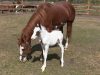 little foal first day outside, baby horse's first day, coconut the rare baby horse, how to make a foal enjoy his first day in life, how to make a horse enjoy his life, how to get a white baby horse,